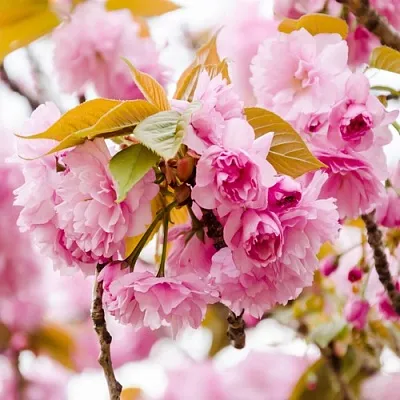 Сакура КАНЗАН в Орле