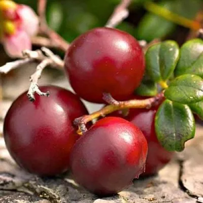 саженцы клюквы саженцы клюквы