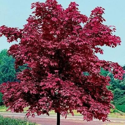 Клен КРИМСОН КИНГ остролистный  Клен КРИМСОН КИНГ остролистный в Орле