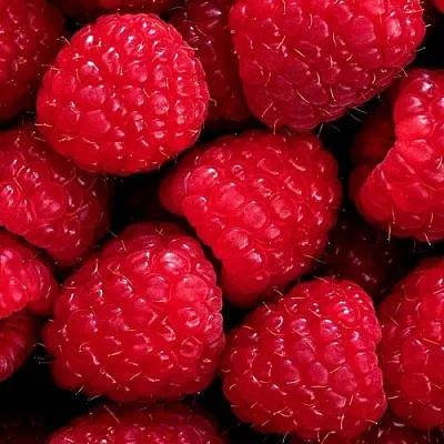 Малина  Малина в Орле