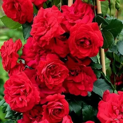 Саженцы роз АМАДЕУС плетистая  Саженцы роз АМАДЕУС плетистая в Орле