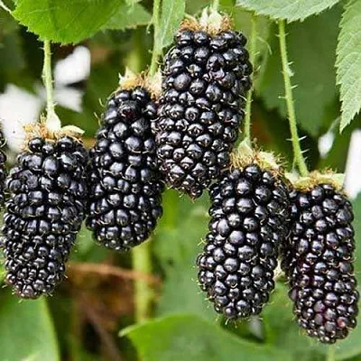 Ежевика КАРАКА БЛЭК  Ежевика КАРАКА БЛЭК в Орле