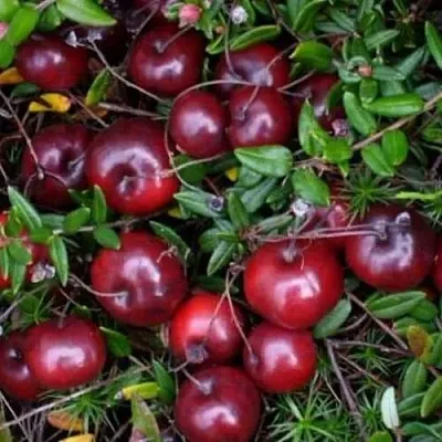 Клюква БЕН ЛИР  Клюква БЕН ЛИР в Орле