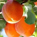 Абрикос  Абрикос в Орле