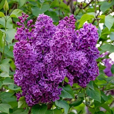 Сирень СУМЕРКИ в Орле