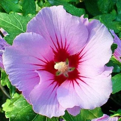 Гибискус ПИНК ФЛИРТ сирийский  Гибискус ПИНК ФЛИРТ сирийский в Орле