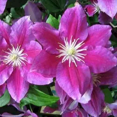 Клематис ХАНИЯ  Клематис ХАНИЯ в Орле