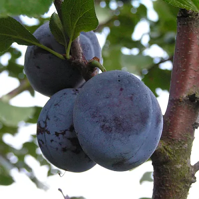 Слива ВЕНГЕРКА БЕЛОРУССКАЯ  Слива ВЕНГЕРКА БЕЛОРУССКАЯ в Орле