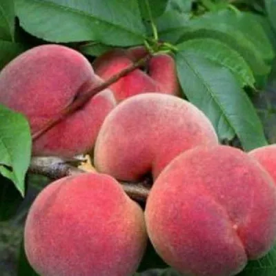 Персик КАНАДИАН ХАРМОНИ  Персик КАНАДИАН ХАРМОНИ в Орле