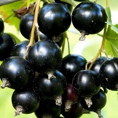 Смородина чёрная СОКРОВИЩЕ  Смородина чёрная СОКРОВИЩЕ в Орле