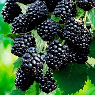 Ежевика ЛОХТЕЙ бесшипная  Ежевика ЛОХТЕЙ бесшипная в Орле