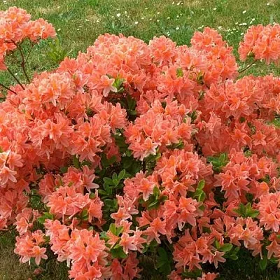 Рододендрон ЯПОНСКИЙ ОРАНЖЕВЫЙ  Рододендрон ЯПОНСКИЙ ОРАНЖЕВЫЙ в Орле