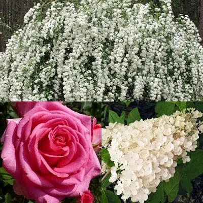 Комплект ВЕЧНАЯ КЛАССИКА в Орле