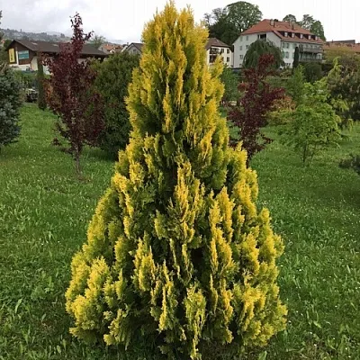 Туя ЕЛЛОУ РИББОН западная  Туя ЕЛЛОУ РИББОН западная в Орле