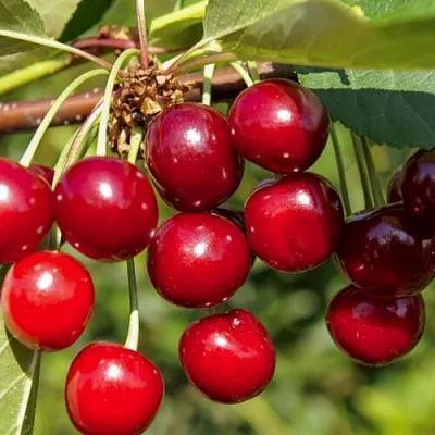 Вишня ЛЮБСКАЯ  Вишня ЛЮБСКАЯ в Орле