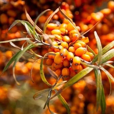 Облепиха ФИНСКАЯ  Облепиха ФИНСКАЯ в Орле