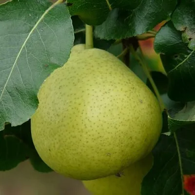 Груша САНРЕМО колонновидная  Груша САНРЕМО колонновидная в Орле