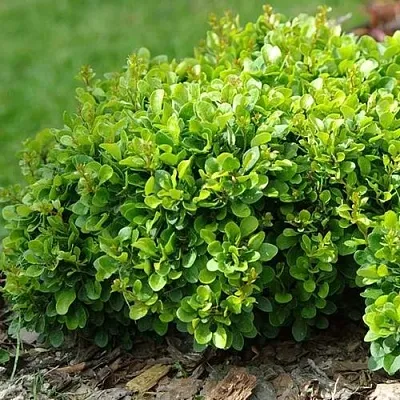 Барбарис КОБОЛЬД тунберга  Барбарис КОБОЛЬД тунберга в Орле