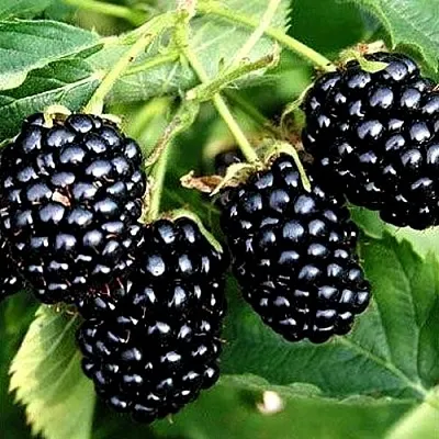 Ежевика ПРАЙМ АРК ТРЕВЕЛЕР ремонтантная  Ежевика ПРАЙМ АРК ТРЕВЕЛЕР ремонтантная в Орле