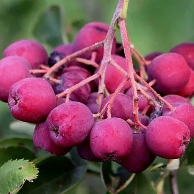 Рябина ДЕСЕРТНАЯ МИЧУРИНА сладкоплодная  Рябина ДЕСЕРТНАЯ МИЧУРИНА сладкоплодная в Орле