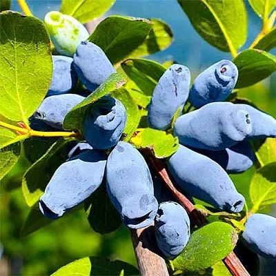 Жимолость съедобная АВРОРА  Жимолость съедобная АВРОРА в Орле