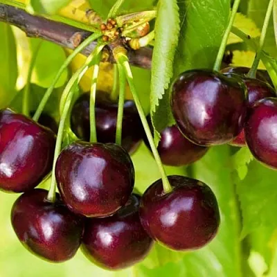 Черешня ИПУТЬ  Черешня ИПУТЬ в Орле