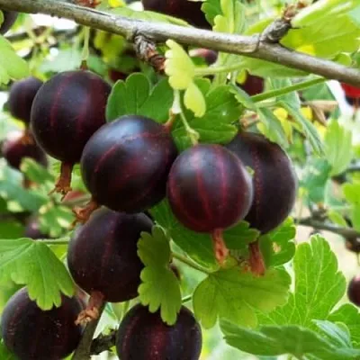 Крыжовник СЕВЕРНЫЙ КАПИТАН  Крыжовник СЕВЕРНЫЙ КАПИТАН в Орле