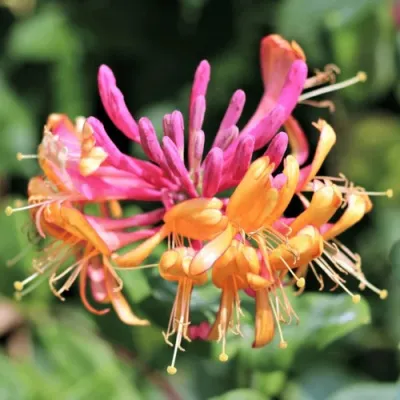 Жимолость ГЕКРОТА в Орле