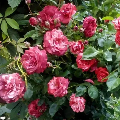 Саженцы роз БРАУНИ плетистая — описание сорта Саженцы роз БРАУНИ плетистая в Орле