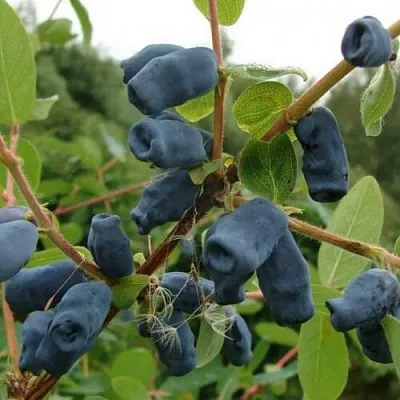 Жимолость съедобная ПУШКИНСКАЯ в Орле