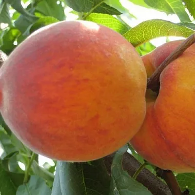 Персик СОЧНЫЙ  Персик СОЧНЫЙ в Орле