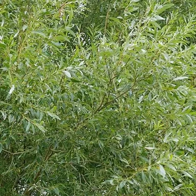 Ива ВИТЕЛЛИНА белая   Ива ВИТЕЛЛИНА белая  в Орле