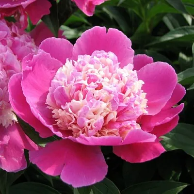 Пион КОРА СТАББС травянистый  Пион КОРА СТАББС травянистый в Орле