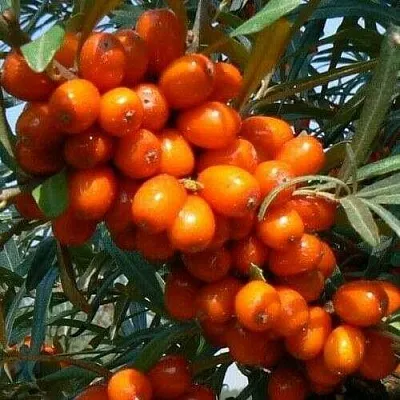 Облепиха ПЛАМЕННАЯ  Облепиха ПЛАМЕННАЯ в Орле