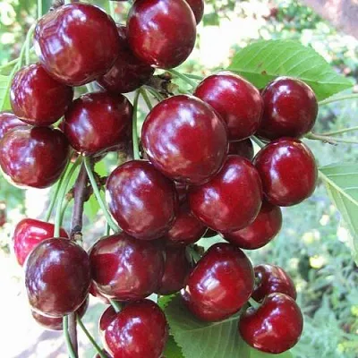 Черешня ОДРИНКА  Черешня ОДРИНКА в Орле