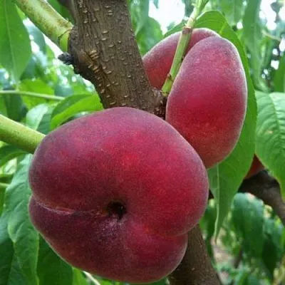 Персик АЛЕКС ИНЖИРНЫЙ  Персик АЛЕКС ИНЖИРНЫЙ в Орле