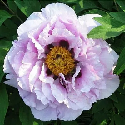 Пион СИНИЙ САПФИР древовидный  Пион СИНИЙ САПФИР древовидный в Орле