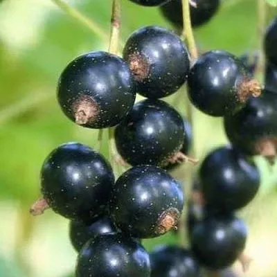 Смородина черная СТРЕЛЕЦ в Орле