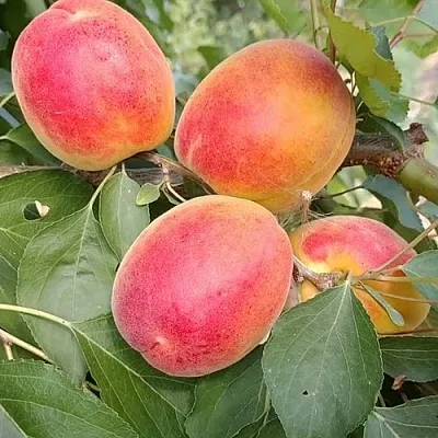 Абрикос ОСОБЕННЫЙ ДЕНИСЮКА в Орле