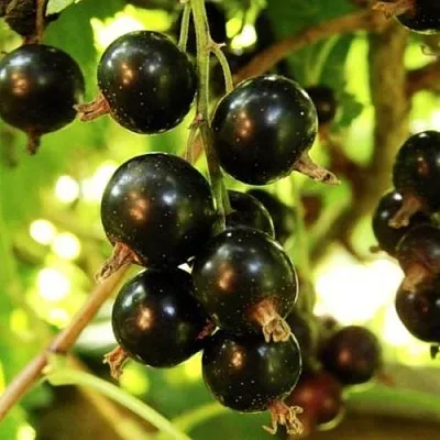 Смородина чёрная НАРА  Смородина чёрная НАРА в Орле