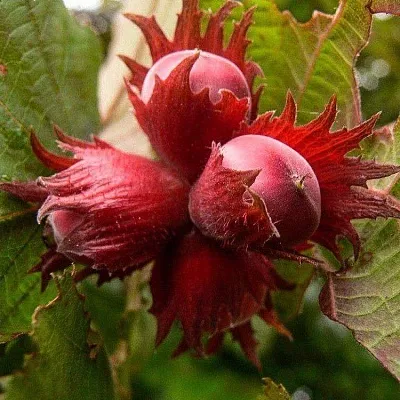 Фундук  Фундук в Орле