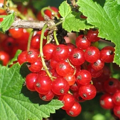 Смородина красная РАЧКОВСКАЯ  Смородина красная РАЧКОВСКАЯ в Орле