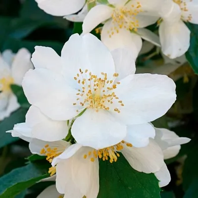 Жасмин ЮСТИНКА  Жасмин ЮСТИНКА в Орле