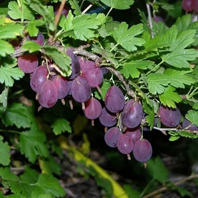 Крыжовник ГРУШЕНЬКА  Крыжовник ГРУШЕНЬКА в Орле