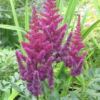 Астильба КАРАОКЕ ПАРТИ китайская  Астильба КАРАОКЕ ПАРТИ китайская в Орле