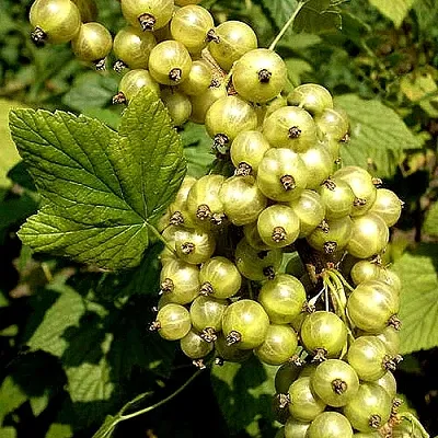 Смородина зеленоплодная СНЕЖНАЯ КОРОЛЕВА  Смородина зеленоплодная СНЕЖНАЯ КОРОЛЕВА в Орле