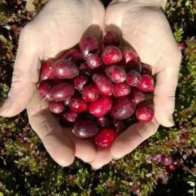 Клюква ХАБЕЛЬМАН  Клюква ХАБЕЛЬМАН в Орле