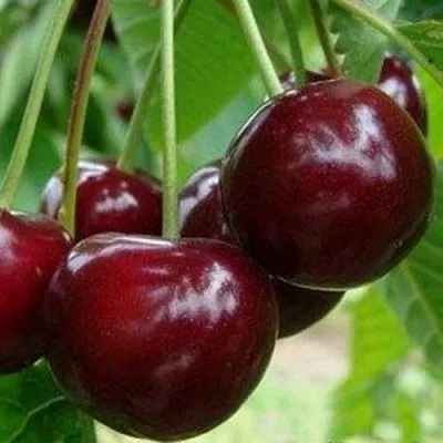 Вишня МИЛАВИЦА  Вишня МИЛАВИЦА в Орле