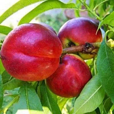 Нектарин  Нектарин в Орле