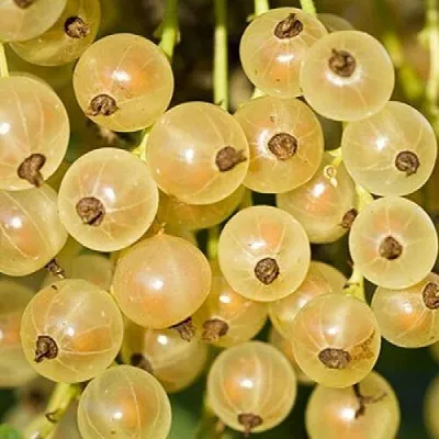 Смородина белая СМОЛЬЯНИНОВСКАЯ  Смородина белая СМОЛЬЯНИНОВСКАЯ в Орле